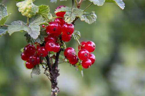 Currants Fruit Red Spring Nature