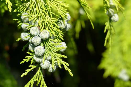 Cypress Branch Tree Seeds Tap Fruits