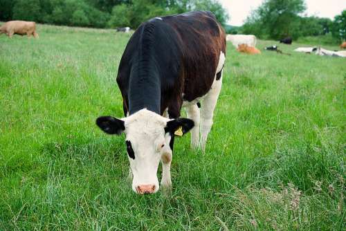 Dairy Cow Cow Cattle Livestock Agriculture Farm