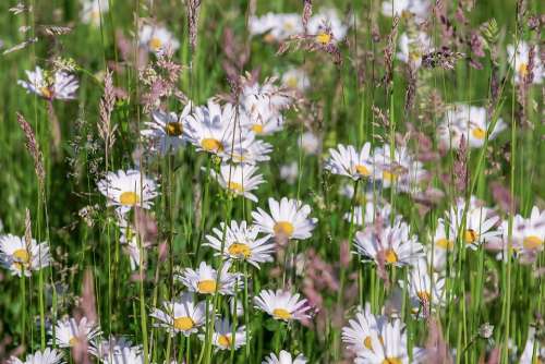 Daisies Bloom Meadow Floral Yellow White