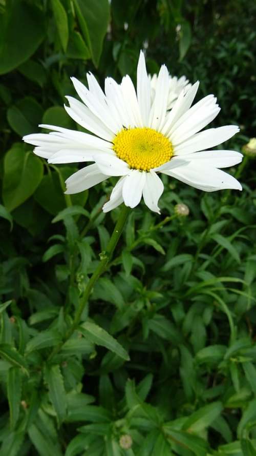 Daisy Flower Nature