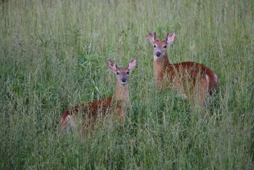 Deer Doe Stag Buck Wildlife Nature Woods