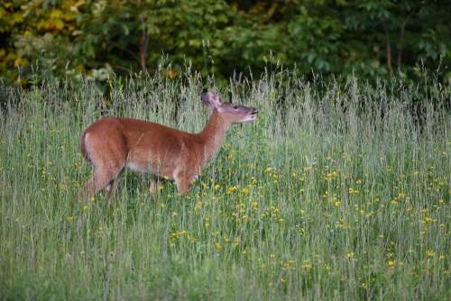 Deer Doe Stag Buck Wildlife Nature Woods