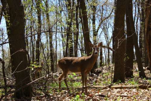 Deer Forest Woods Deer In Woods Whitetail Deer