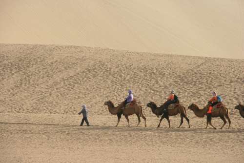 Desert Camel Tourism