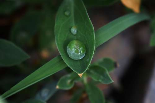 Dew Leaf Morning Dew Green Dew On Leaf Fresh