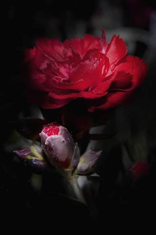 Dianthus Carnation Red Flower Blossom Bloom