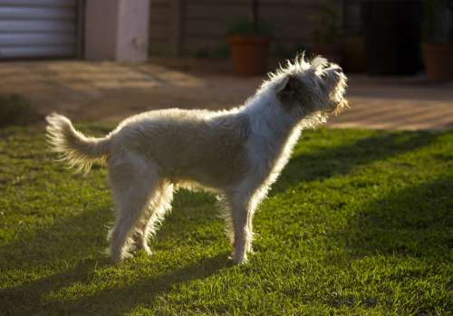 Dog Bark Pet Canine Silhouette Domestic Fur