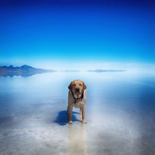 Dog Gunner Salt Flats Bonneville Utah Wendover
