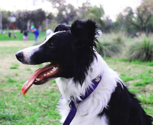 Dog Language Bordercollie