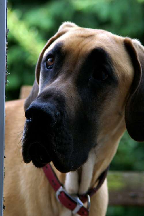 Dog Great Dane Pet Large