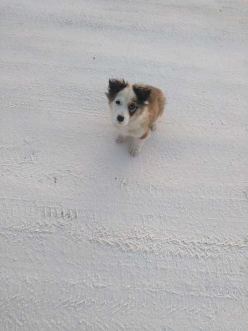 Dog Winter Puppy Snow