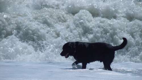 Dog Sea Wave Water Beach Sand Ocean Run Coast