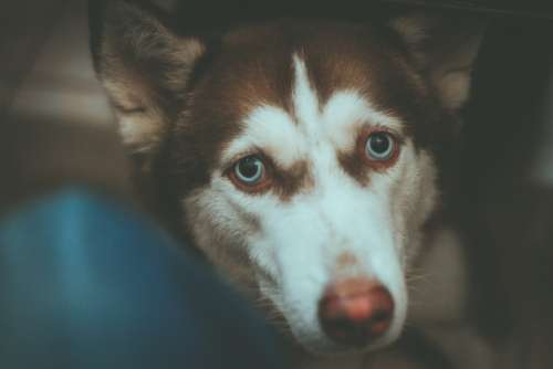 Dog Cute Pet Animal Husky Adorable Eyes