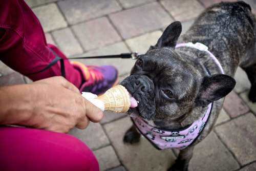 Dog Summer Ice Cream Animal Pet Fun Happy Cute