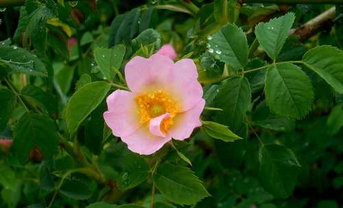 Dog Rose Rosa Canina Flower Bush Pink