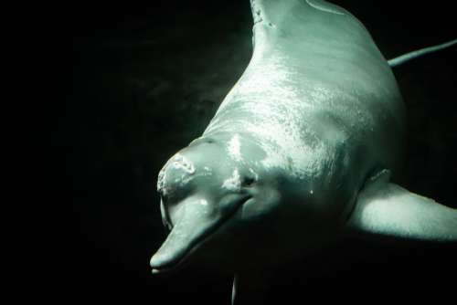 Dolphins Freshwater Amazon Mammal