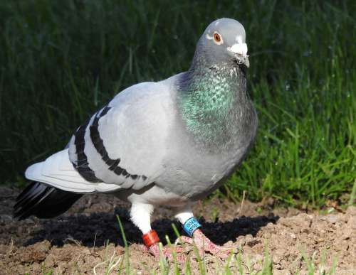 Dove Bird Grey Poultry Animal World Nature Park