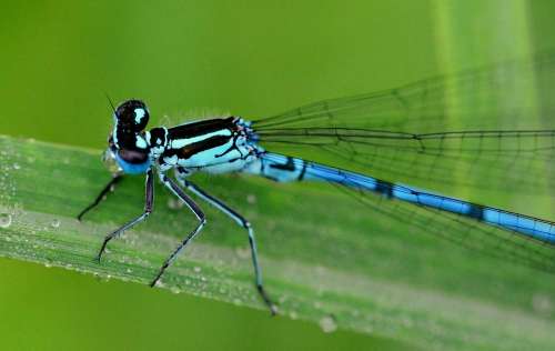 Dragonfly Dewdrop Drink Blue Meadow