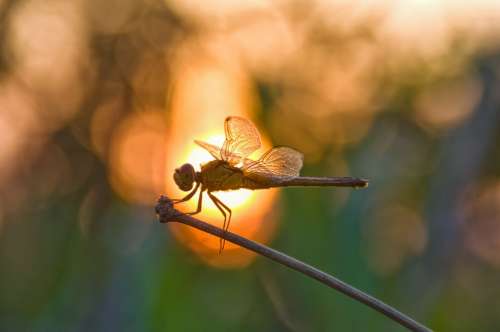 Dragonfly Bokeh Nature Wildlife Insect