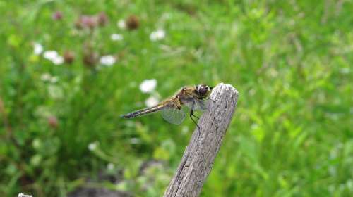 Dragonfly Animal Insect Meadow Garden