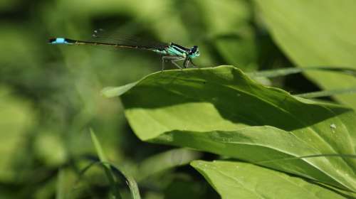 Dragonfly Blue Nature Insect Flight Insect