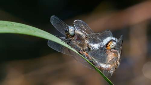 Dragonfly Insect Macro Coupling Odonata