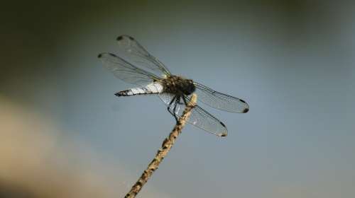 Dragonfly Lake Nature Wing Close Up Animal World
