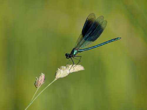 Dragonfly Summer Insect Nature Wing