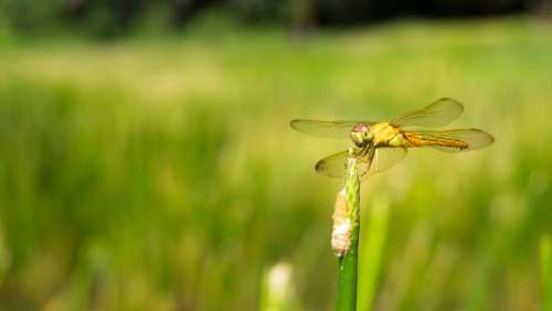 Dragonfly Insect Nature Green Wing Summer Meadow
