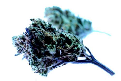 Drug Marijuana Cannabis Smoke Shop Drugs Cure