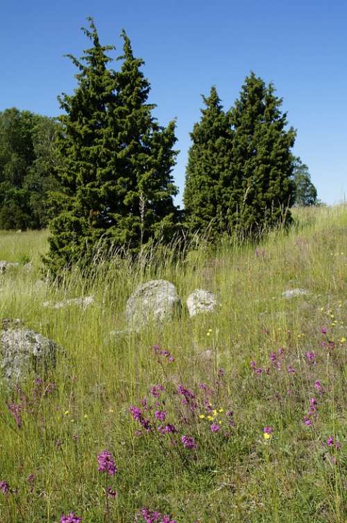 Dry Grass Landscape Summer Nature Scenic Habitat
