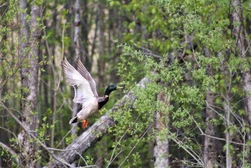 Duck Mallard Male Flight Take Off Nature Fly