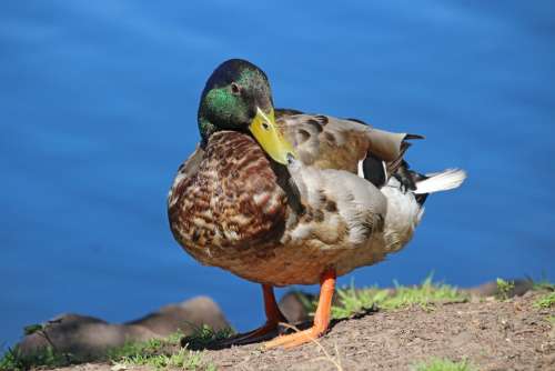 Duck Mallard Animal Water Bird Plumage Bill Water
