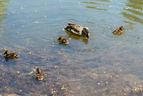 Duck Ducklings Bird Nature Outdoor Summer Water