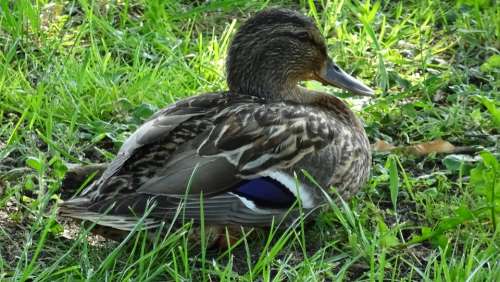 Duck Bird Lake Nature Fauna The Creation Of
