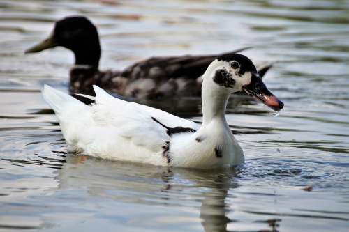 Duck Muscovy Wild Term White Black Head Pond