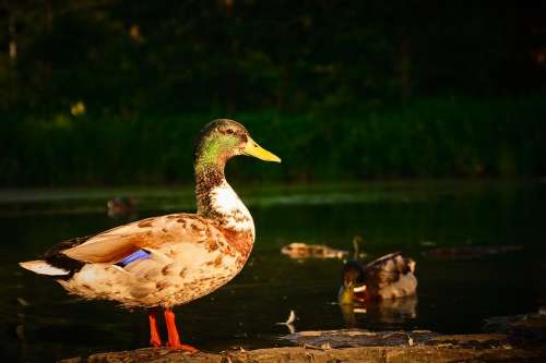 Duck Lakeside Pond Mallard Evening Light Mood