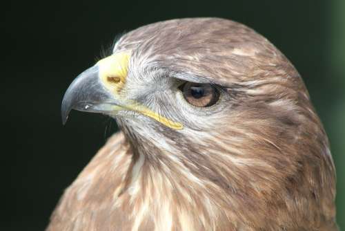 Eagle Bird Close Nature Head Predator