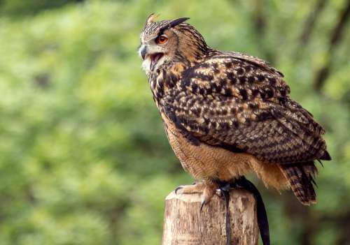 Eagle Owl Bird Animal Animal World Bird Of Prey