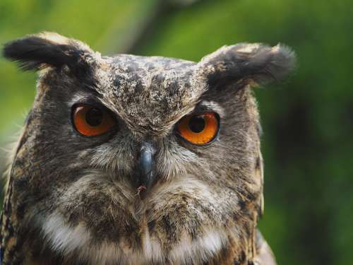 Eagle Owl Owl Raptor Nature Bird Feather Plumage