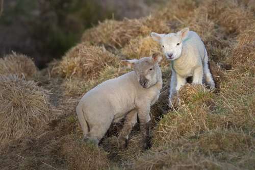 Easter Lamb Lamb Lambs Spring Young Animal Nature