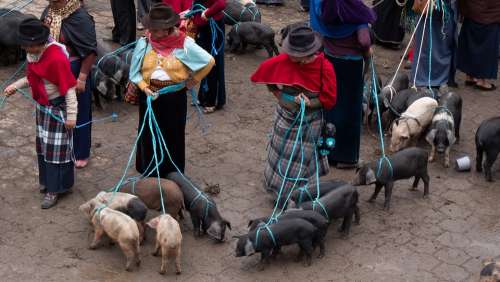 Ecuador Guamote Animal Market Piglet Indios