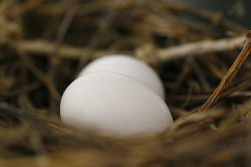 Eggs Nest Spring Nature Bird Natural Wildlife