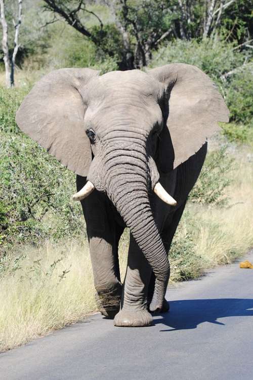 Elephant Big5 Bigfive Roadblock Animal Nature
