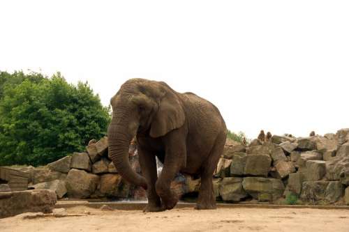 Elephant Zoo Park Nature