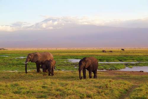 Elephants Family Africa Park National Park Safari