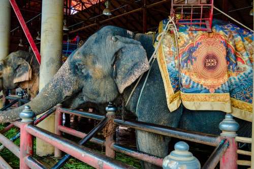 Elephants Elephant Cambodia Mammal Animals