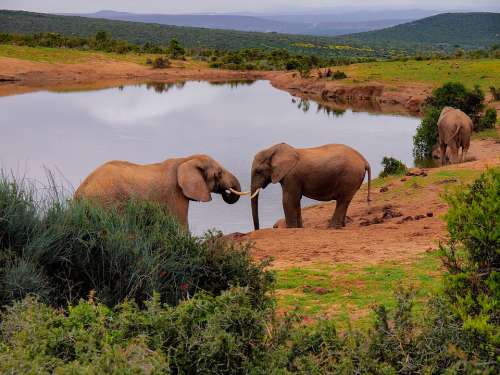 Elephants South Africa Landscape Wildlife Elephant