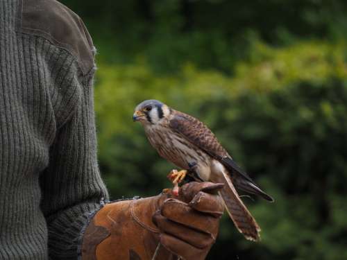 Falcon Bird Raptor Nature Animal World